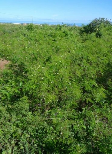 Suresh Forestry Network